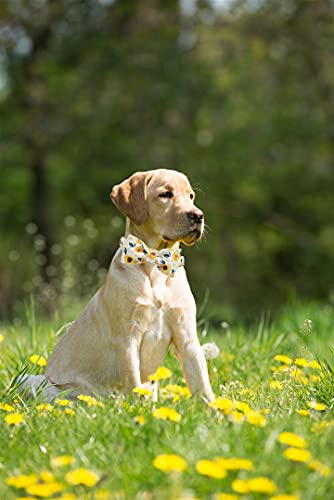 Elegant Little Tail Sunflower Dog Collar with Handmade Bow - XL Adjustable Cotton Collar for Large Breeds