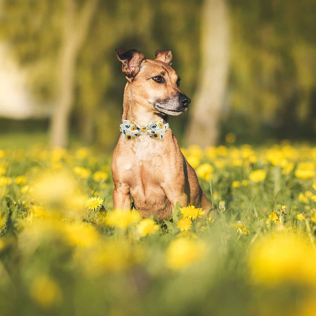 Elegant Little Tail Sunflower Dog Collar with Handmade Bow - XL Adjustable Cotton Collar for Large Breeds