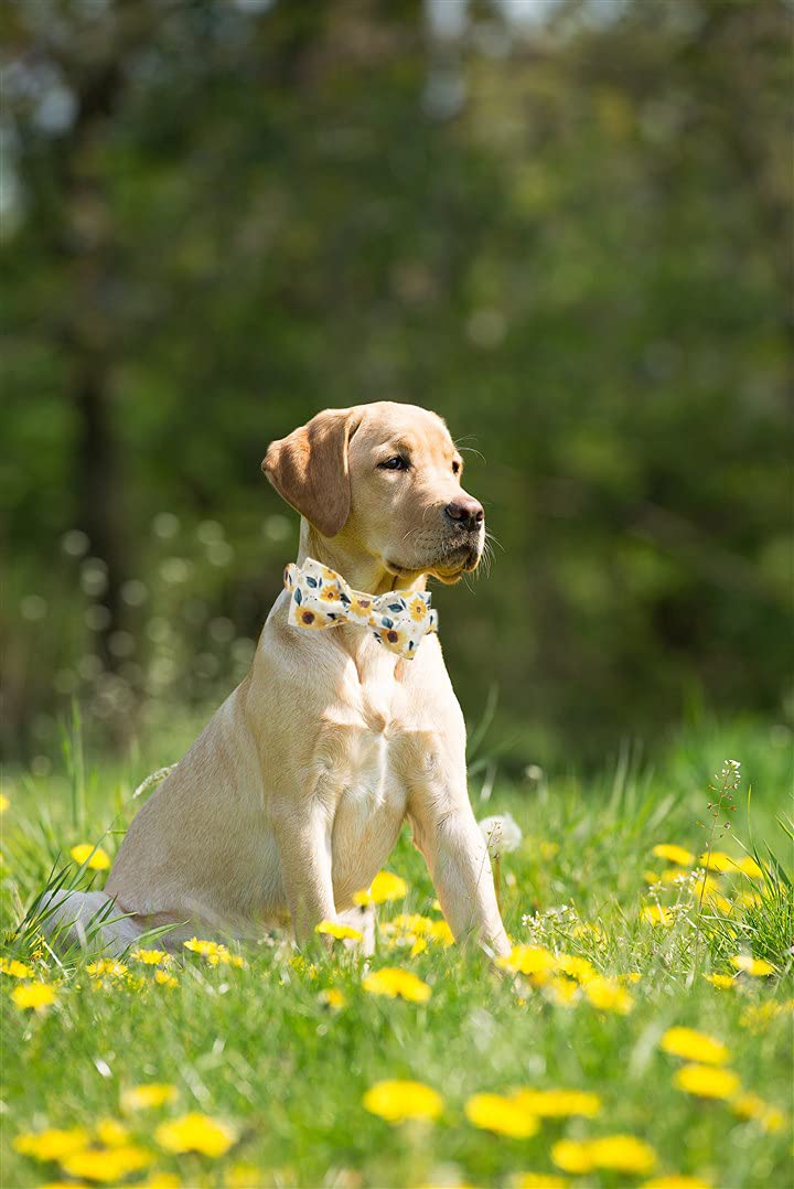 Elegant Little Tail Sunflower Dog Collar with Handmade Bow - XL Adjustable Cotton Collar for Large Breeds