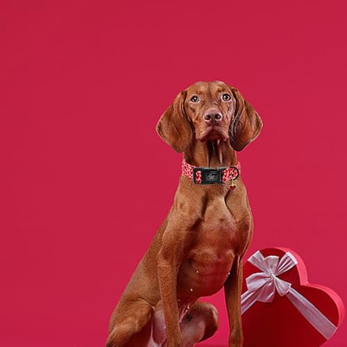 Elegant little tail Valentine's Dog Collar - Red Heart, Adjustable Cotton with Quick Release Buckle for Small, Medium, Large Dogs