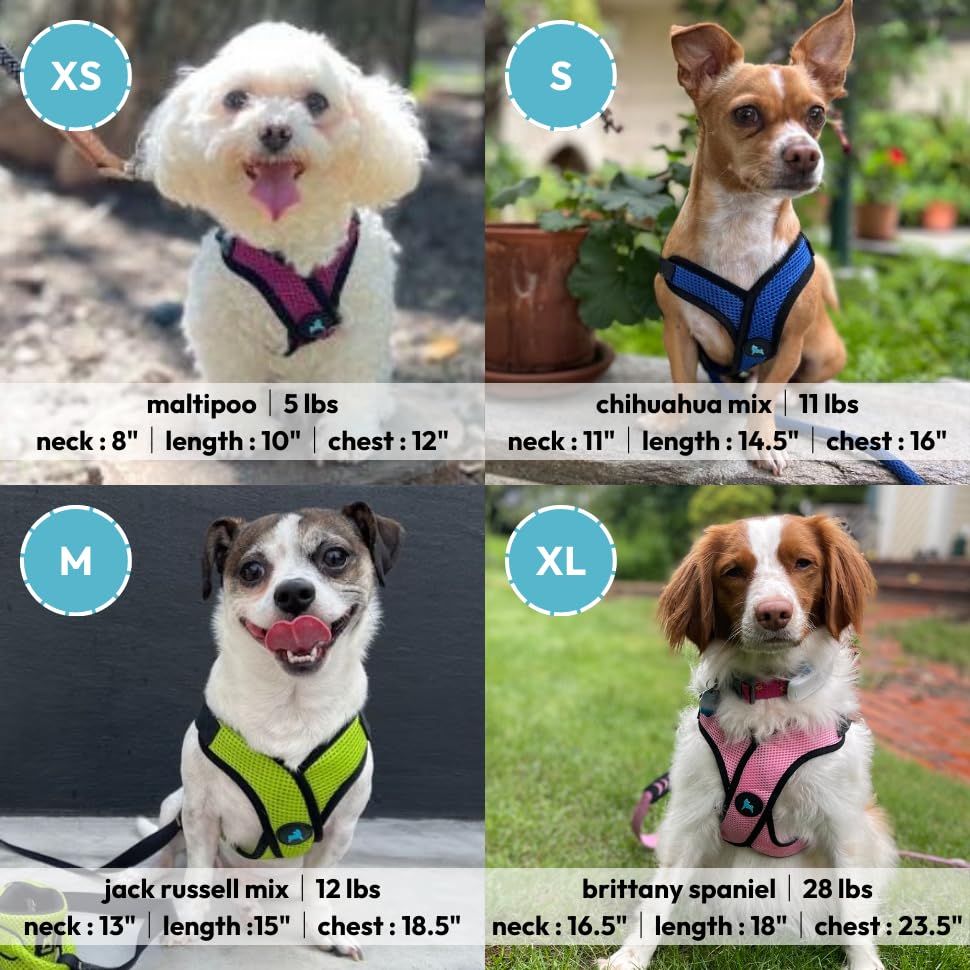 Gooby Comfort X Step in Lite Dog Harness - Blue, Large - Choke-Free & Escape-Free Mesh Harness for Small Dogs