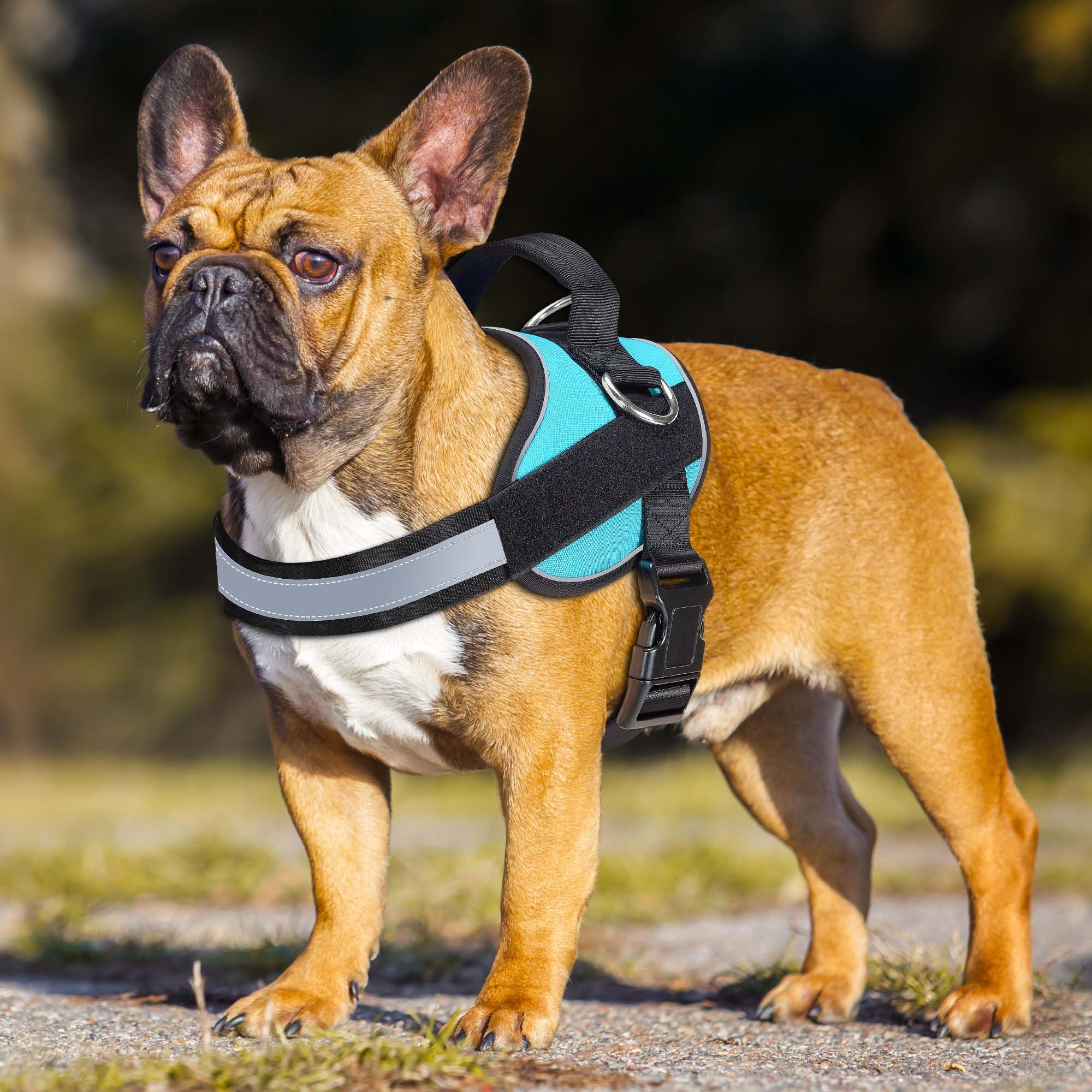 Haapaw Blue Small Dog Harness: No-Pull Vest with 3 Leash Attachments & Bonus Leash