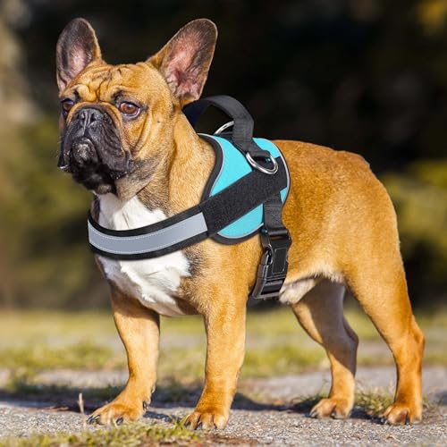 Haapaw Blue Small Dog Harness: No-Pull Vest with 3 Leash Attachments & Bonus Leash