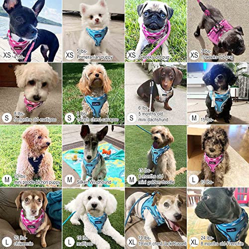 haapaw Dog Harness and Leash Set – No Pull, Reflective Step-In Harness for Small Dogs