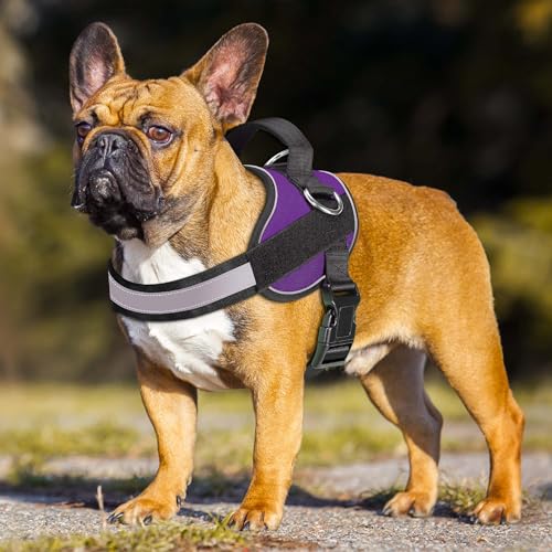 Haapaw Essential Dog Harness - No Pull, 3 Leash Clips, Reflective, Padded Vest for Medium Dogs (Purple, M)