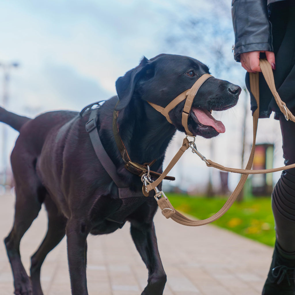 Halti Headcollar Size 4 Desert Sand – Gentle No-Pull Training for Large Dogs, Reflective & Padded