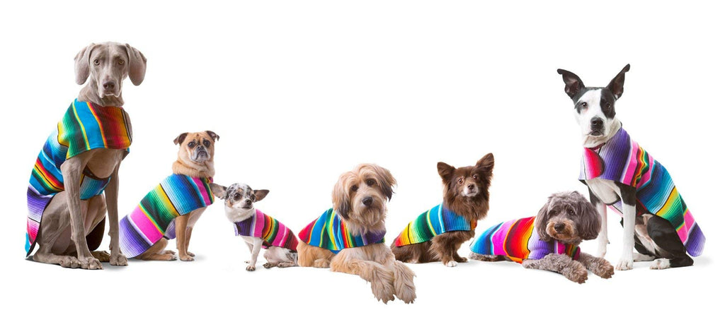 Handmade Dog Poncho from Authentic Mexican Blanket – Blue, XXS for Small Dogs