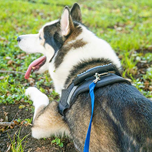 Hi Kiss 100ft Nylon Dog Training Lead - Long Recall Leash for Obedience, Outdoor Play - Black