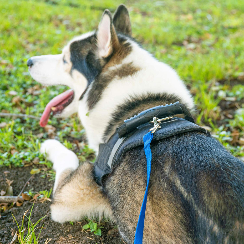 Hi Kiss 100ft Nylon Dog Training Lead - Long Recall Leash for Obedience, Outdoor Play - Black