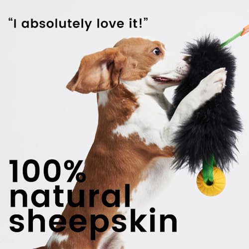 HOWGO Dog Bungee Chaser Toy – 100% Real Sheepskin Tug Toy for All Breeds (Orange, Long Without Ball)