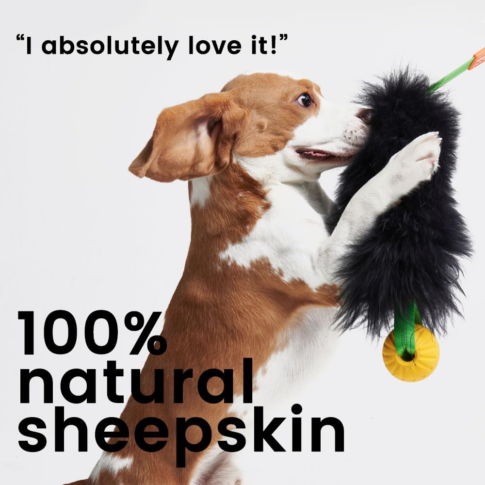HOWGO Dog Bungee Chaser Toy – 100% Real Sheepskin Tug Toy for All Breeds (Orange, Long Without Ball)