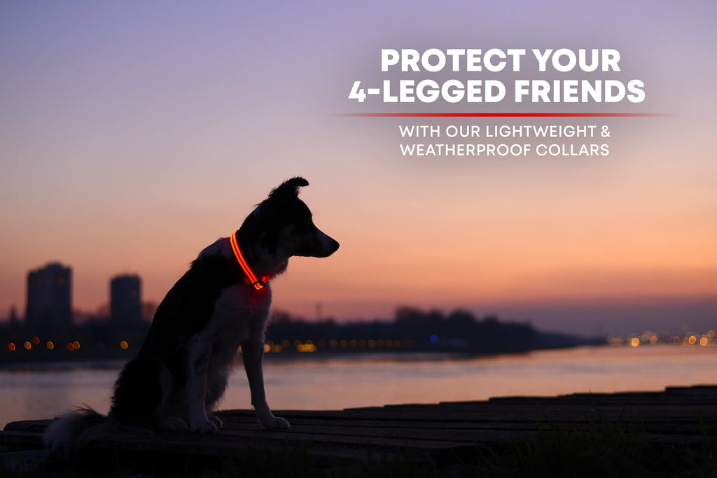 Illumiseen LED Dog Collar - USB Rechargeable, Adjustable Nylon, Ruby Red X-Small for Small Dogs