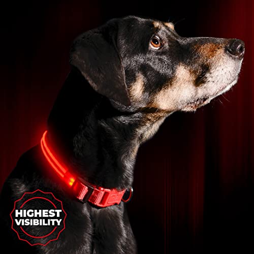 Illumiseen LED Dog Collar - USB Rechargeable, Adjustable Nylon, Ruby Red X-Small for Small Dogs