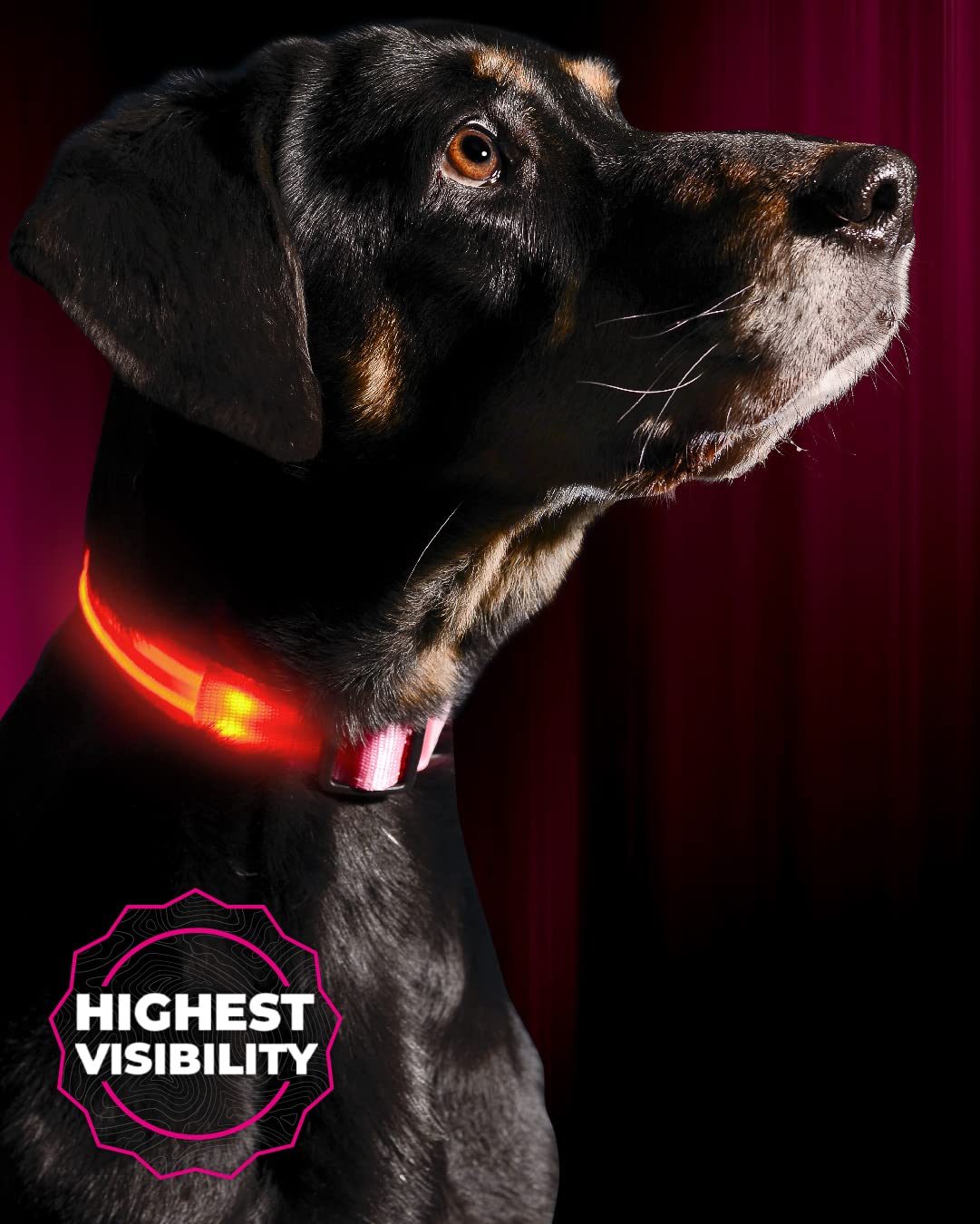 Illumiseen LED Dog Collar - USB Rechargeable, Bright, Weatherproof Nylon Collar for Night Walks (Pink, Medium)