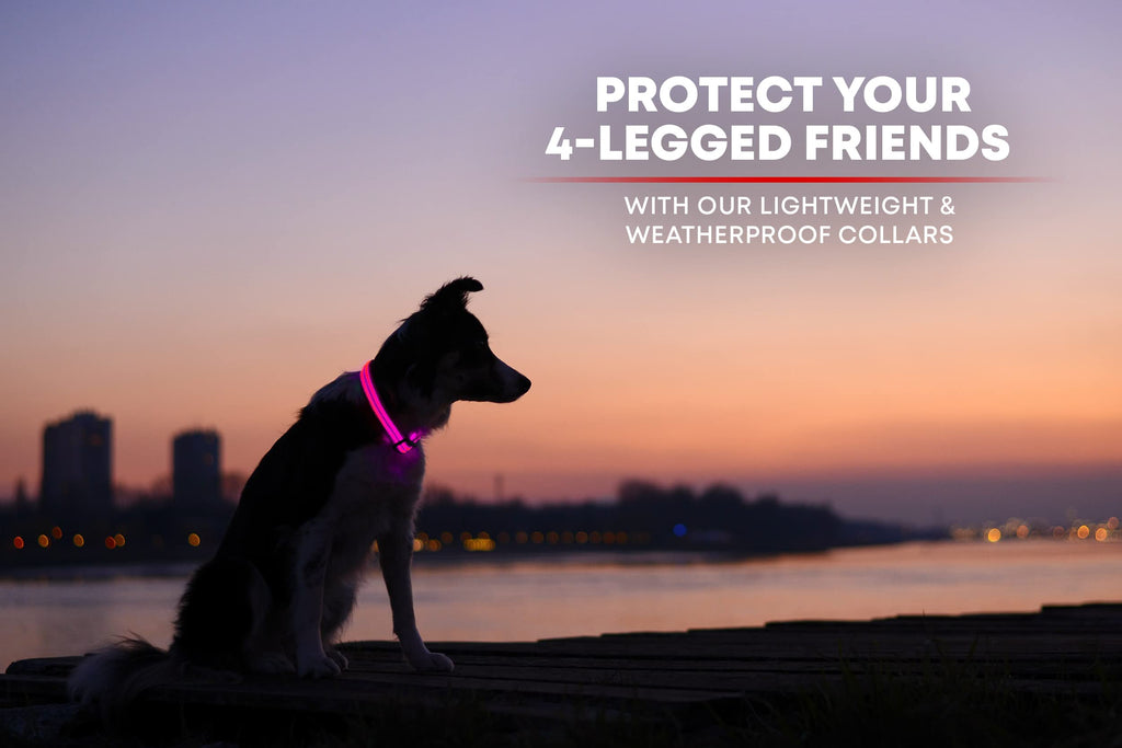 Illumiseen LED Dog Collar - USB Rechargeable, Bright, Weatherproof Nylon Collar for Night Walks (Pink, Medium)