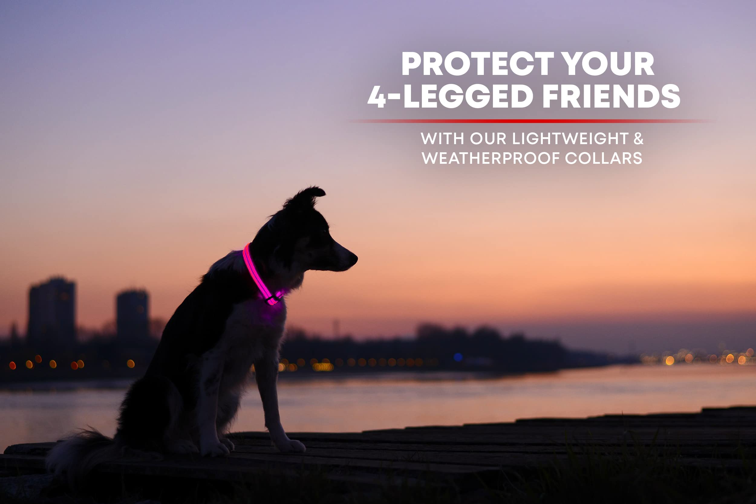 Illumiseen LED Dog Collar - USB Rechargeable, Bright, Weatherproof Nylon Collar for Night Walks (Pink, Medium)