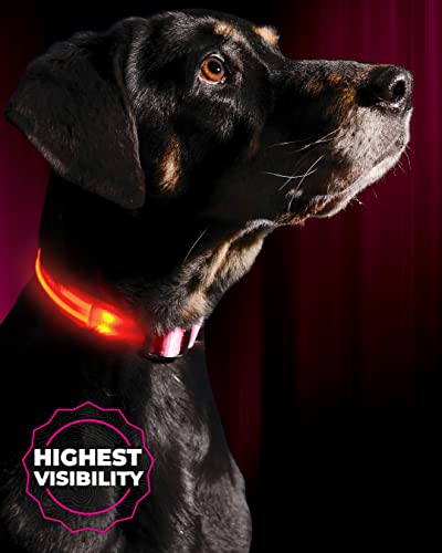 Illumiseen LED Dog Collar - USB Rechargeable, Bright, Weatherproof Nylon Collar for Night Walks (Pink, Medium)