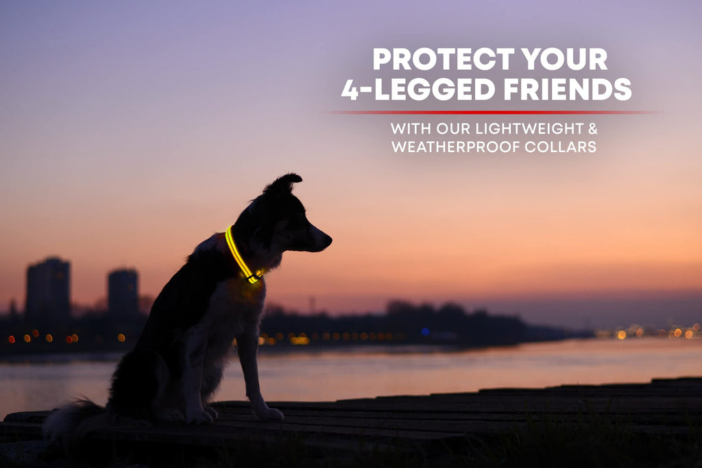 Illumiseen LED Dog Collar USB Rechargeable - Bright Lighted Collar for Night Walks, Weatherproof, X-Small Yellow