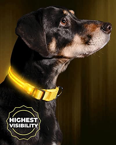 Illumiseen LED Dog Collar USB Rechargeable - Bright Lighted Collar for Night Walks, Weatherproof, X-Small Yellow