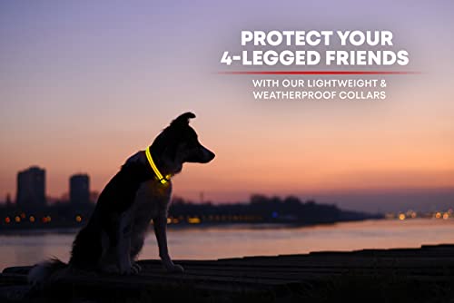 Illumiseen LED Dog Collar USB Rechargeable - Sunburst Yellow Small, Weatherproof for Night Walks