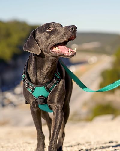 Joytale Medium Dog Harness Teal – No Pull Reflective Padded Vest with Front and Back Clips for Training and Walking