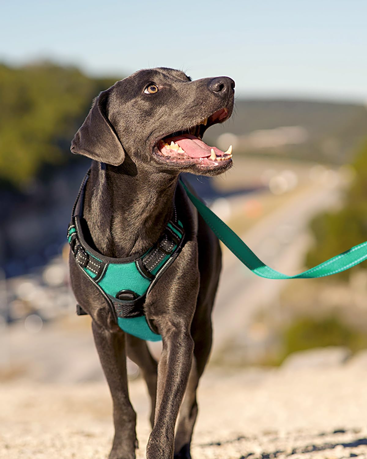 Joytale Medium Dog Harness Teal – No Pull Reflective Padded Vest with Front and Back Clips for Training and Walking
