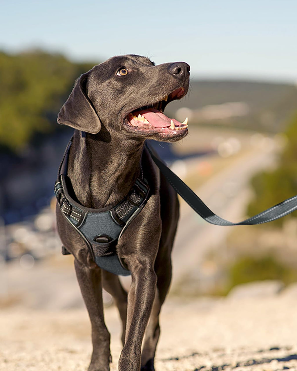 Joytale No Pull Dog Harness for Small Dogs - Reflective Vest with Front & Back Clips, Adjustable Padded, Gray, S
