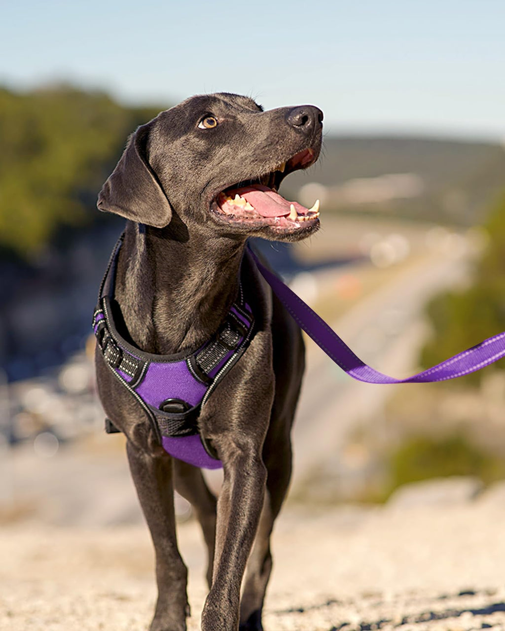 Joytale No Pull Dog Harness Medium Purple - Reflective Vest with Front Clip & Handle for Training and Walking