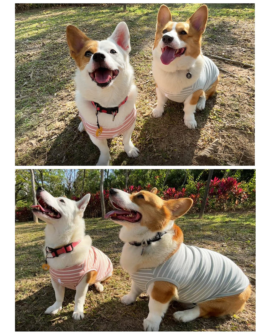 Koneseve Dog Shirt Vest 2 Pack - Lightweight Stretchy T-Shirts with Embroidery for Small Medium Dogs (M, Pink+Green)