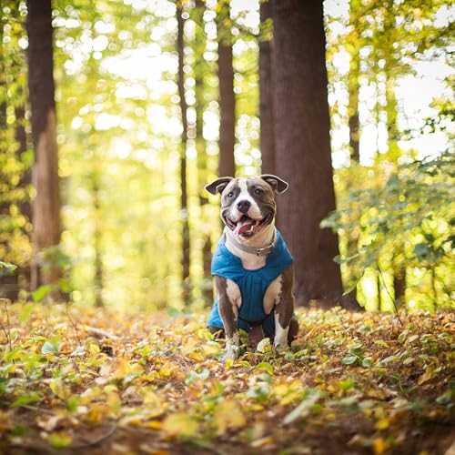Kurgo Loft Dog Jacket Medium Coastal Blue - Reversible Insulated Coat with 2-Way Zipper and Reflective Trim