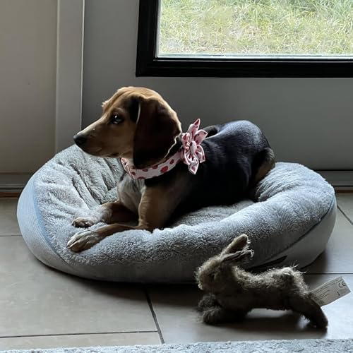 Lionet Paws Cotton Flower Dog Collar – Adjustable, Handmade with Removable Flower, Medium (13.5–22 in Neck)