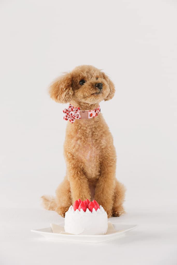 Lionet Paws Cotton Flower Dog Collar – Adjustable, Handmade with Removable Flower, Medium (13.5–22 in Neck)
