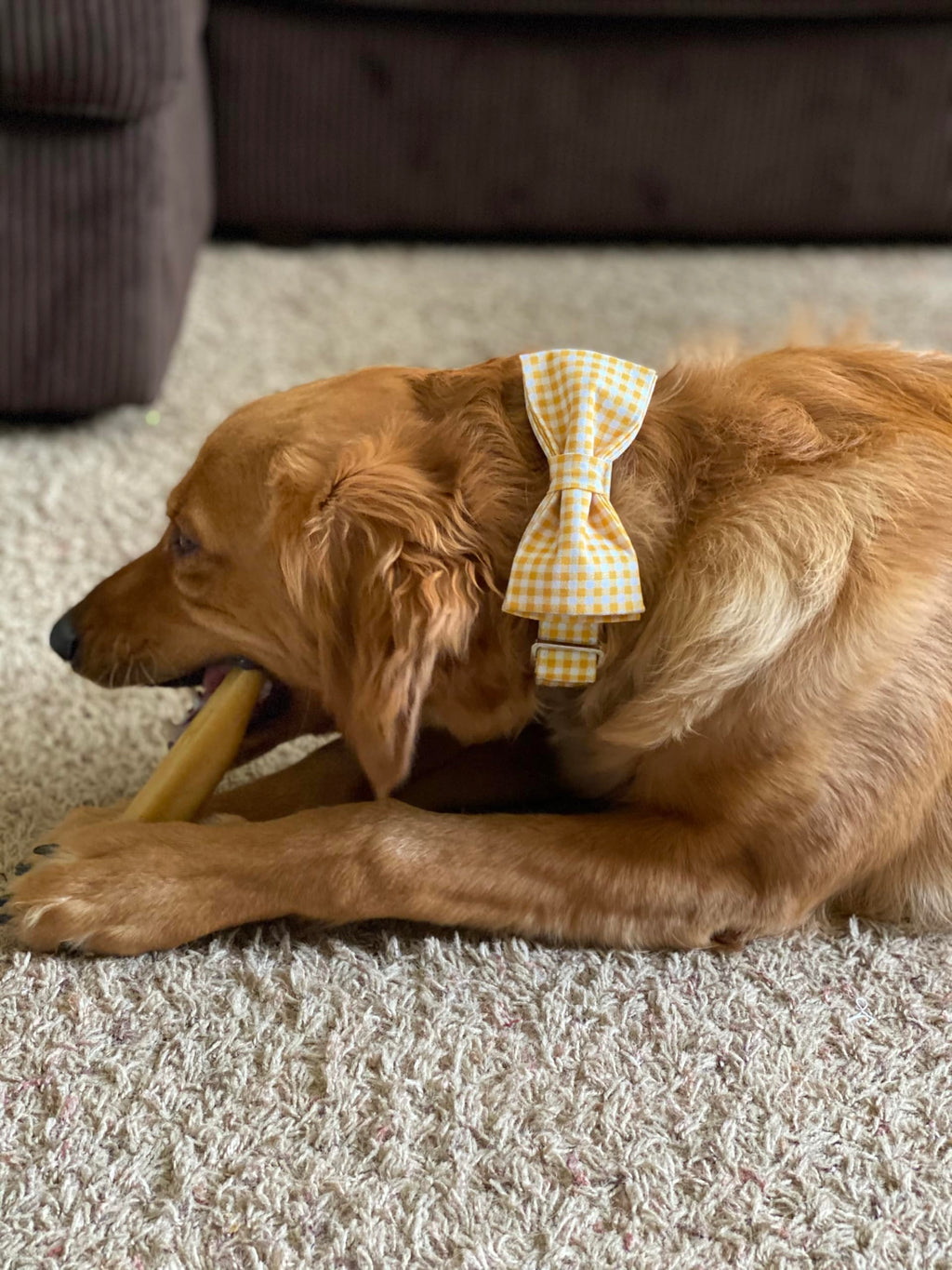 Lionet Paws Dog Collar with Bowtie for Large Dogs – Adjustable 16-24in, Cotton & Alloy Buckle