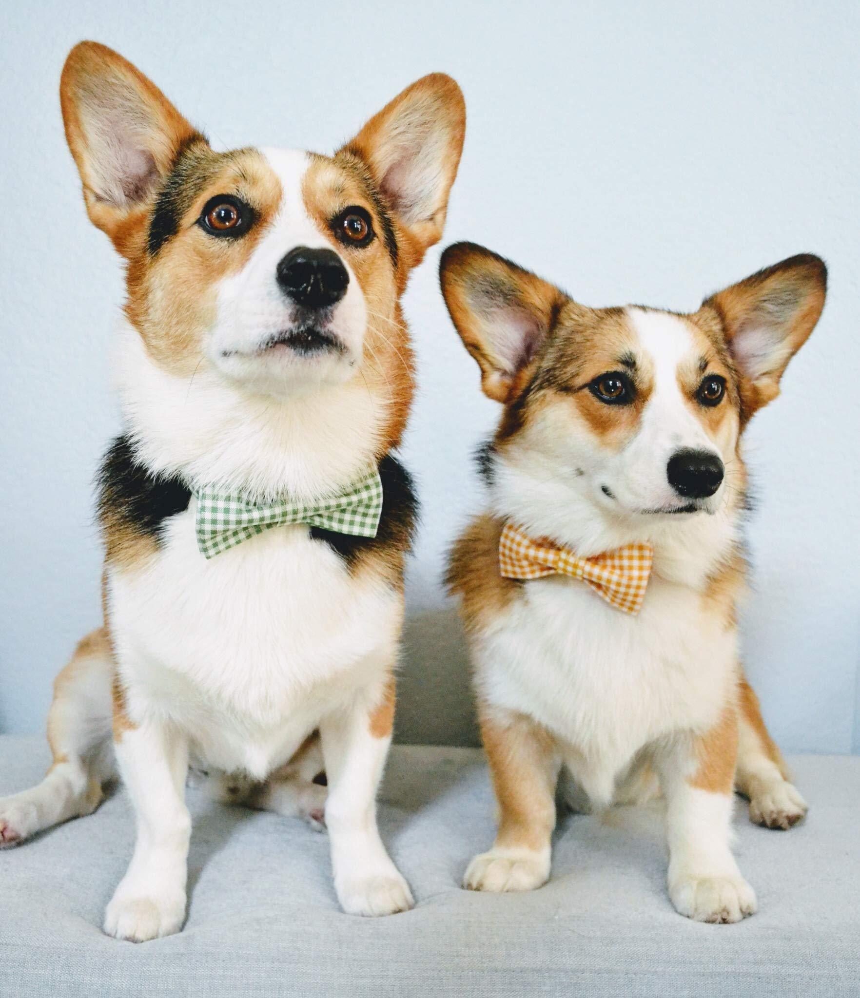 Lionet Paws Dog Collar with Bowtie for Large Dogs – Adjustable 16-24in, Cotton & Alloy Buckle