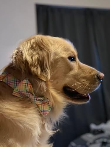 Lionet Paws Easter Dog Collar with Bowtie - Colorful Patterned Cotton Collar for Medium Dogs, Fits Neck 13.5-22 Inches