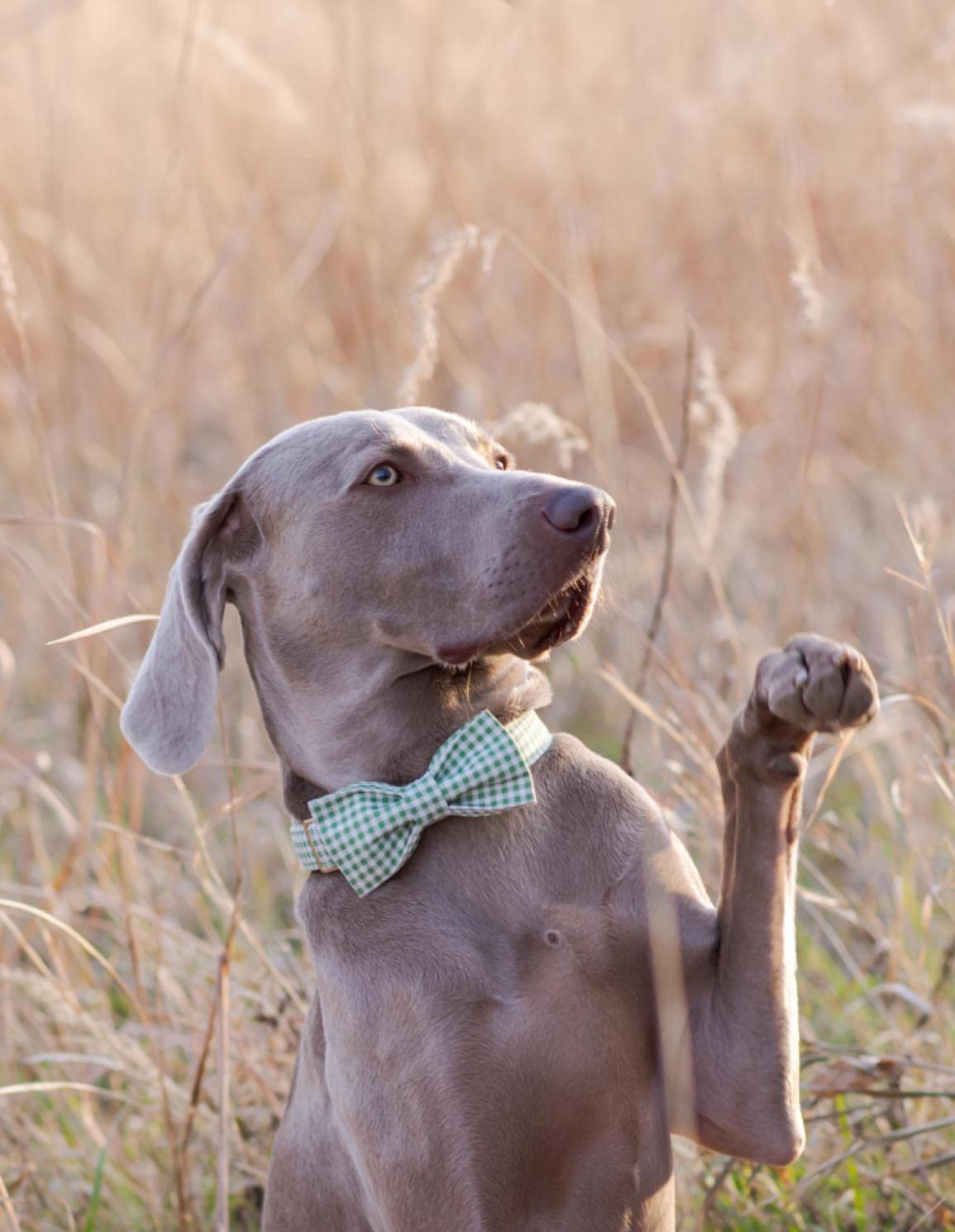 Lionet Paws Handmade Cotton Dog Collar with Bowtie for X-Large Dogs - Adjustable 16-26 Inch Neck, Green & White Grid