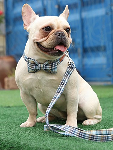 Lionet Paws LightBlue XL Cotton Dog & Cat Collar with Handmade Double Bowtie