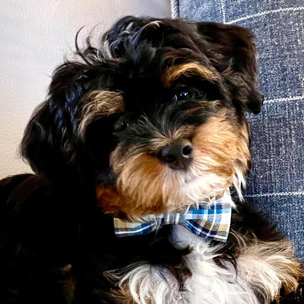 Lionet Paws LightBlue XL Cotton Dog & Cat Collar with Handmade Double Bowtie