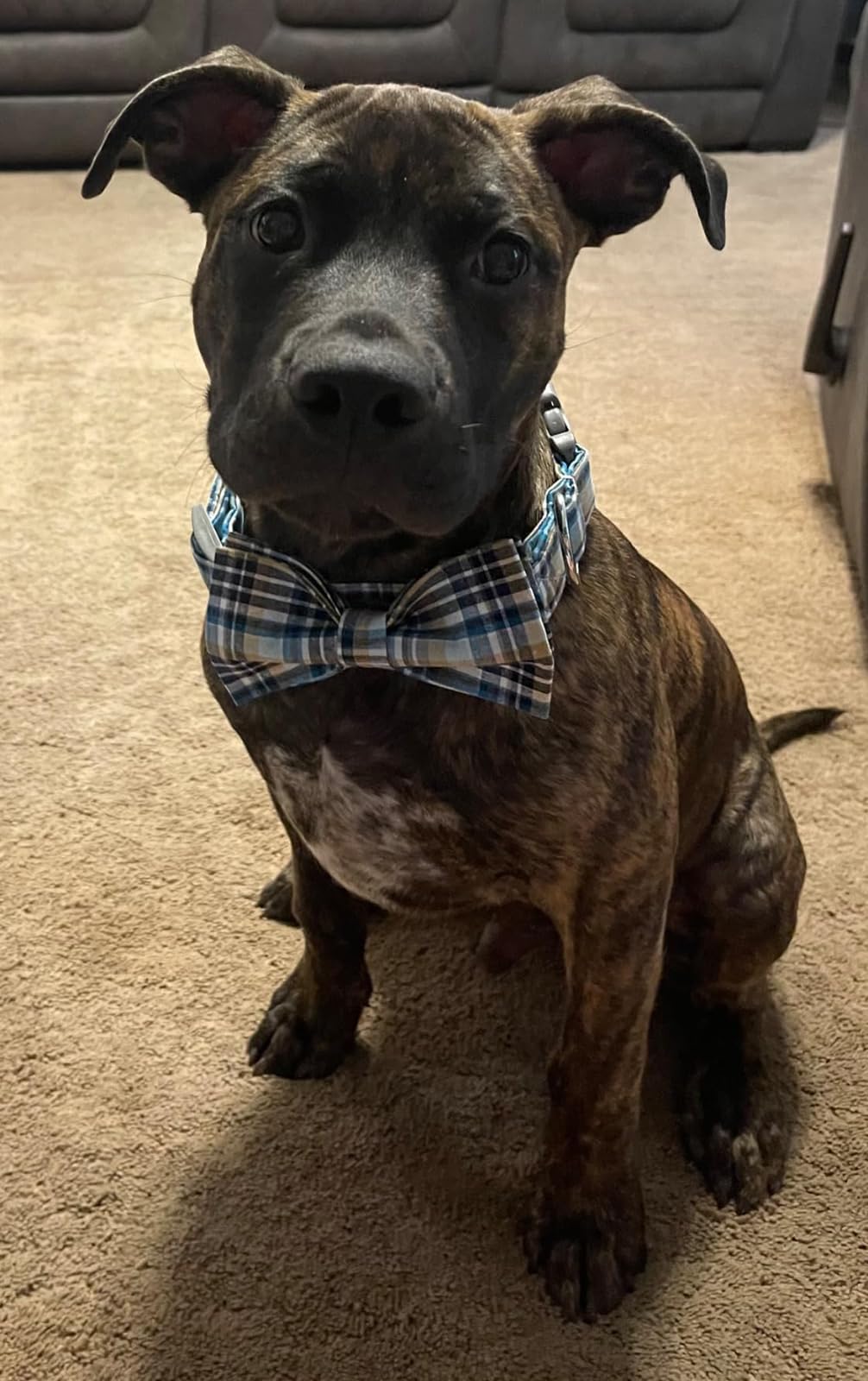 Lionet Paws LightBlue XL Cotton Dog & Cat Collar with Handmade Double Bowtie