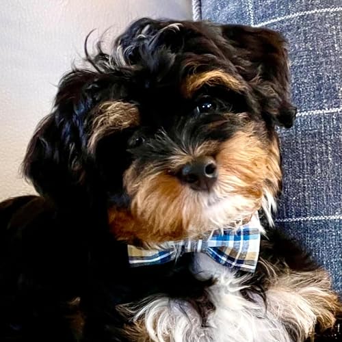 Lionet Paws LightBlue XL Cotton Dog & Cat Collar with Handmade Double Bowtie