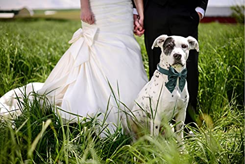 Lionet Paws Silk Dog Collar with Detachable Bow Tie – Fits Neck 13.5–22 Inches, Black Green