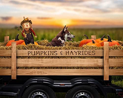 Lionheart glory Halloween Pumpkin Dog Collar with Bowtie – Adjustable Cotton Medium Dog Collar