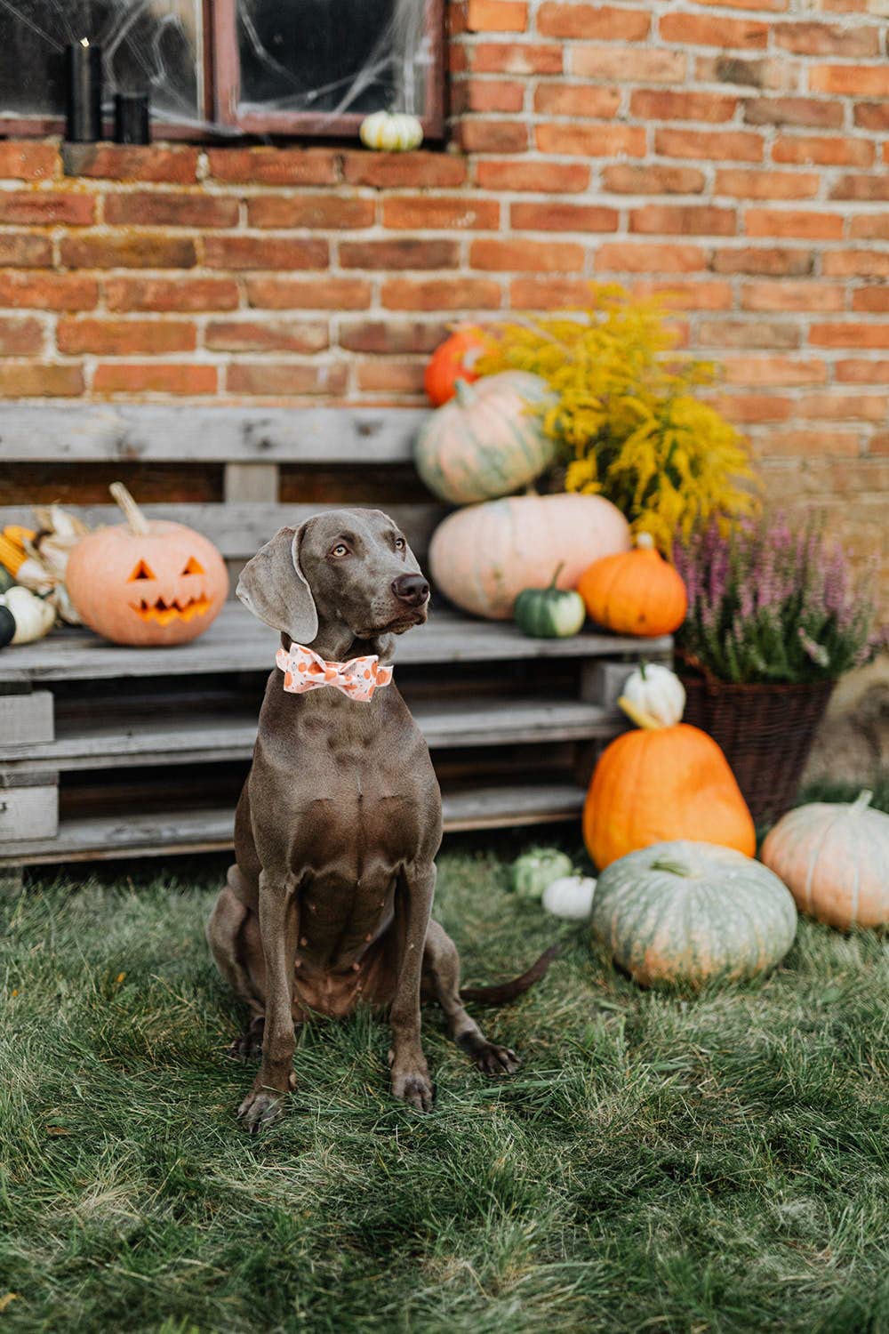 Lionheart glory Halloween Pumpkin Dog Collar with Bowtie – Adjustable Cotton Medium Dog Collar