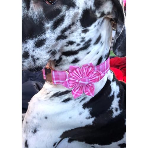 Lionheart Glory Pink Floral Dog Collar with Removable Flower - Adjustable XL for Large Dogs