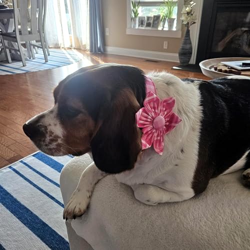 Lionheart Glory Pink Floral Dog Collar with Removable Flower - Adjustable XL for Large Dogs
