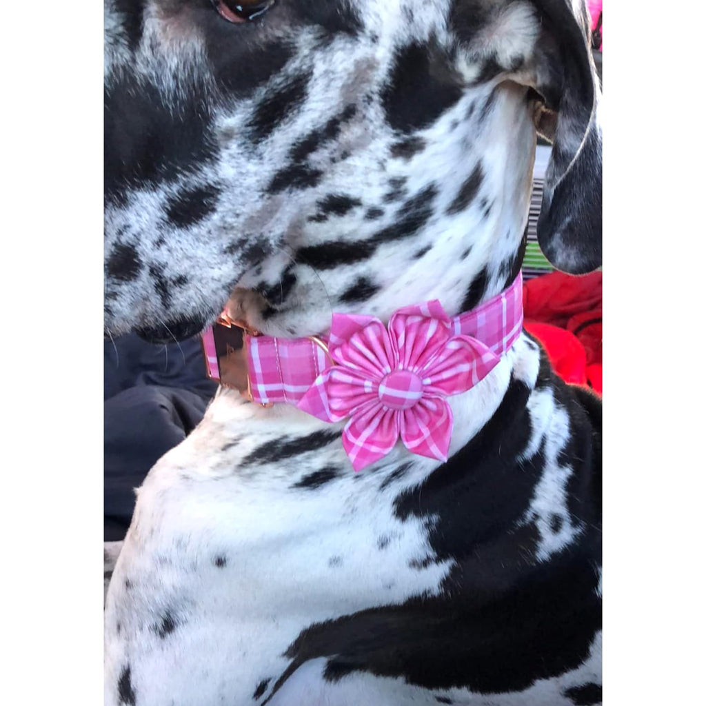 Lionheart Glory Pink Floral Dog Collar with Removable Flower – Soft Cotton Adjustable for Large Dogs