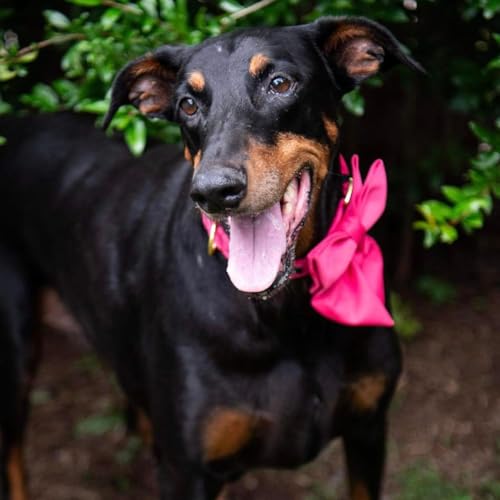 Maca Bates Hot Pink Dog Collar with Rose Red Sailor Bow Tie – Adjustable Breakaway Soft Collar for Small Dogs, Metal Buckle