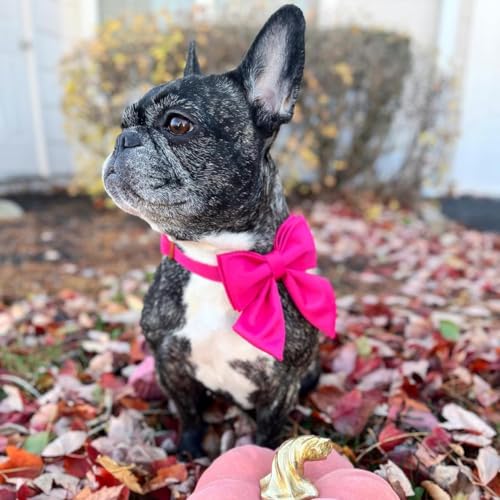 Maca Bates Hot Pink Dog Collar with Rose Red Sailor Bow Tie – Adjustable Breakaway Soft Collar for Small Dogs, Metal Buckle
