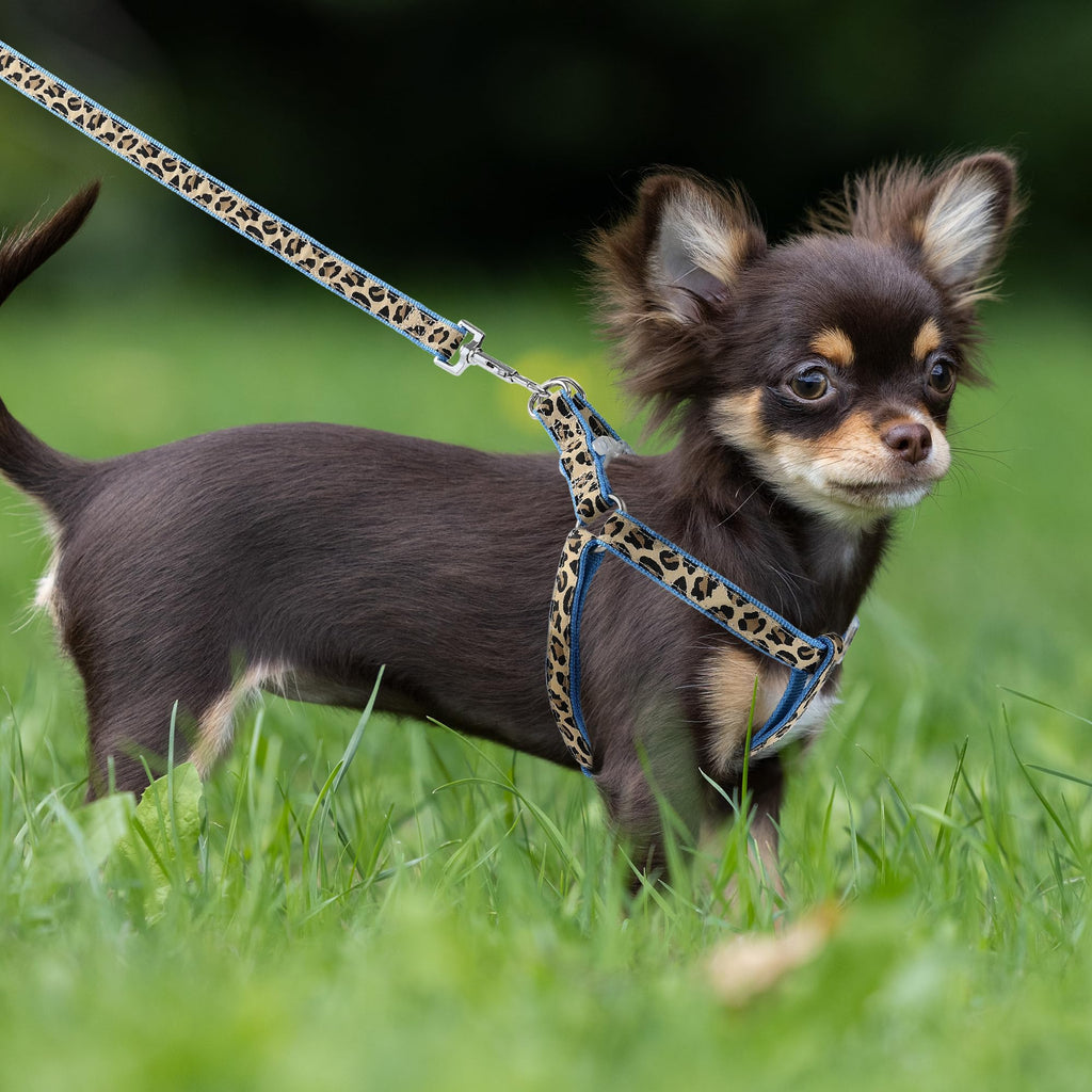 Mile High Life Blue Leopard Dog Harness, Collar, and Leash Set - No Pull Halter for Small Breeds, Size Medium