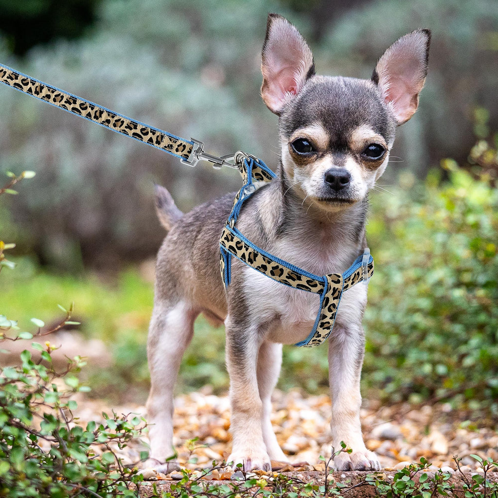 Mile High Life Blue Leopard Dog Harness, Collar, and Leash Set - No Pull Halter for Small Breeds, Size Medium